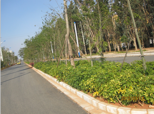 晉寧東大河景觀(guān)施工實(shí)景-道路綠化
